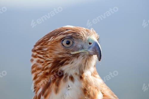 Preview: Eagle of red tail (Buteo jamaicensis)