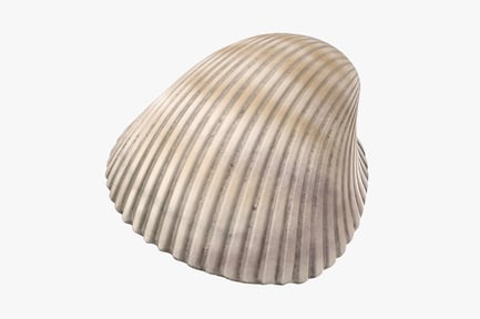 Preview: Textured Heart Cockle Seashell