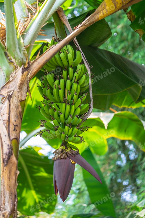 Preview: wild banana with flowers and stem growing in reverse direction