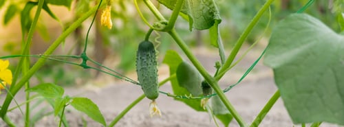 Preview: Glass Hothouse with green bush of raw grown cucumber farming. Cucumber ripening on hanging stalk in