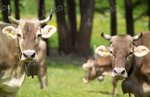 Preview: Cows wearing cow bells looking at camera, Swiss Alps, Switzerland