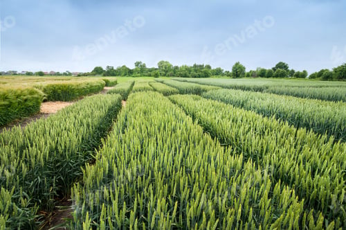 Preview: Divided sectors of different varieties of wheat