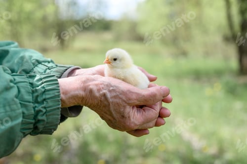 Preview: cute little tiny newborn baby chick in hands of elderly senior woman farmer