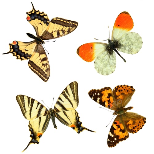 Preview: Butterfly group