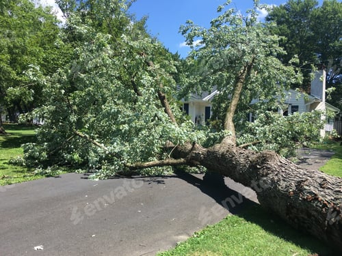 Preview: Tree that had fallen in driveway of home