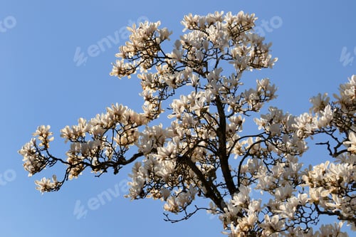 Preview: Blooming white magnolia against a blue sky in springtime