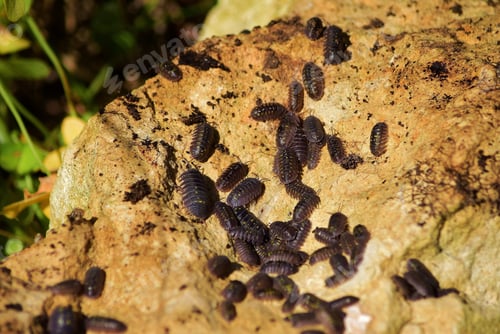 Preview: Closeup shot of a colony of woodlice on a rock in the Maltese countryside