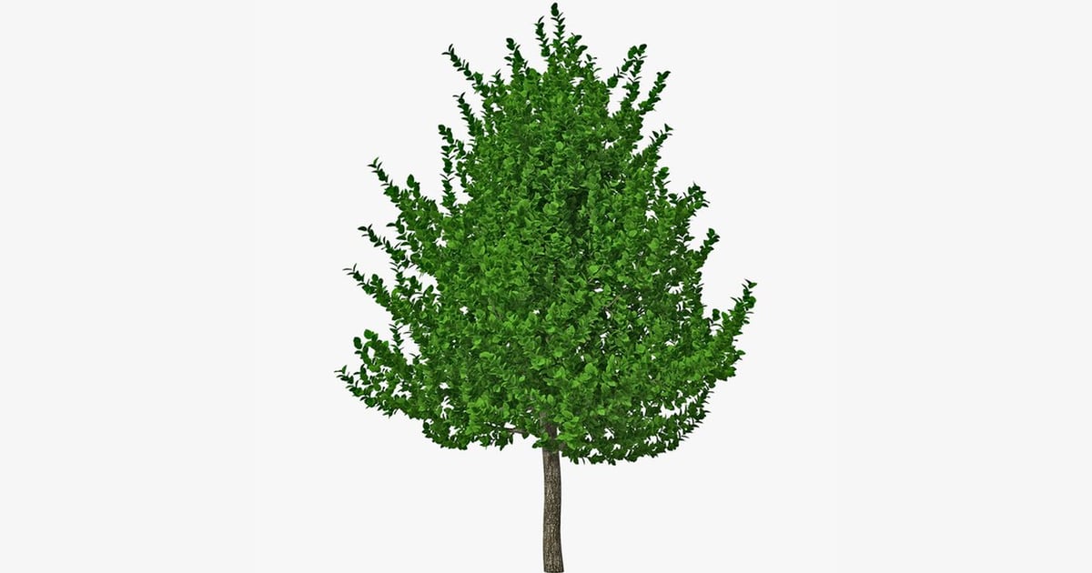 Dense foliage on thin-trunked tree 3D, Incl. tree & environment - Envato