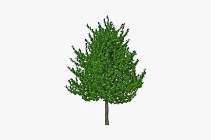 Preview: Dense foliage on thin-trunked tree