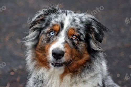 Preview: Australian Shepherd dog Merle