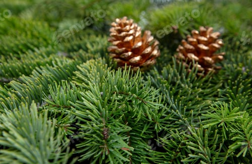 Preview: Christmas tree branch and golden cones, Xmas decoration closeup