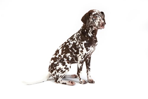 Preview: dalmatian, dog, white background