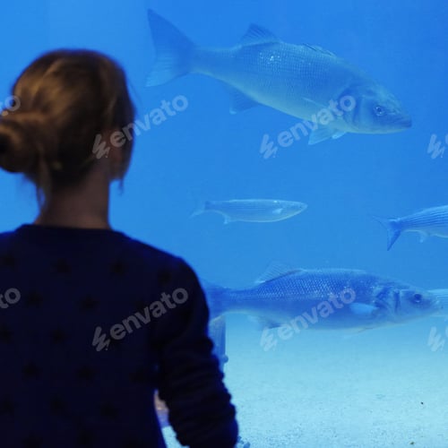 Preview: At the aquarium watching fishes