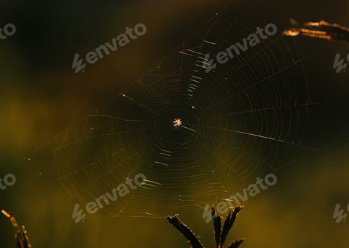 Preview: Close-up view of spider web in the morning of Summer
