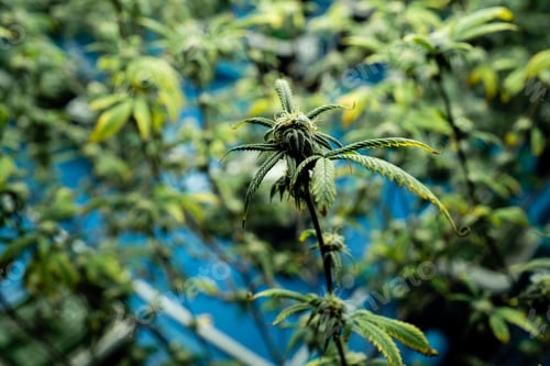 Preview: A close up of a marijuana plant with green leaves