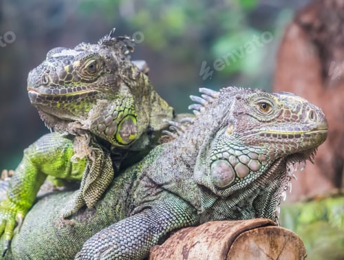 Preview: Iguanas