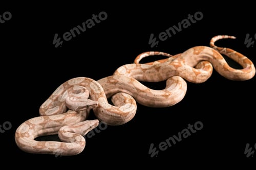 Preview: Trimeresurus puniceus