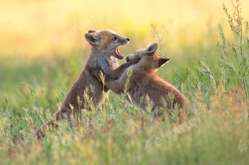 Preview: Selective focus shot of two playing young foxes in a green field - perfect for background