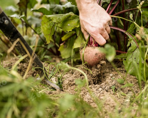 Preview: Hand pulling out a beetroot plant from the soil.