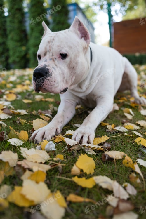 Preview: dog in autumn park. Funny happy cute dog breed american bulldog runs smiling in the fallen leaves. O