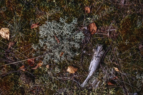 Preview: Closeup shot of ground of the forest with dry branches and leaves, a beautiful fall background