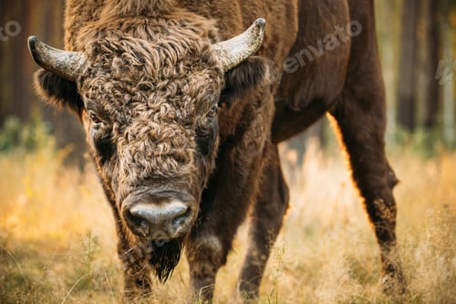 Preview: Belarus. European Bison Or Bison Bonasus, Also Known As Wisent Or European Wood Bison In Autumn