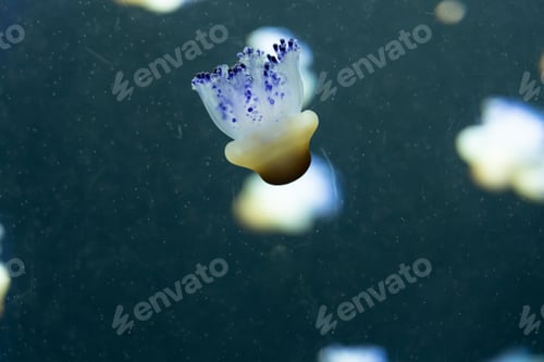 Preview: Variety of jellyfish in aquarium tank.