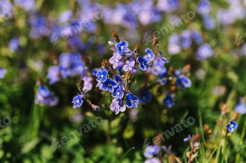 Preview: forget-me-not (myosotis sylvatica) flowers. first bright blue blooming little wildflowers in full bl