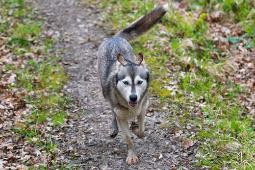 Preview: Husky dog runs in green spring forest