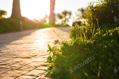 Preview: Fresh green grass on nature framing the sun in the middle and forming rays of light