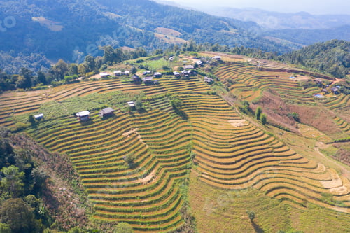 Preview: Fresh paddy rice, green agricultural field in countryside or rural area in Asia. Nature landscape.