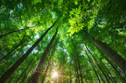 Preview: Into the forest.