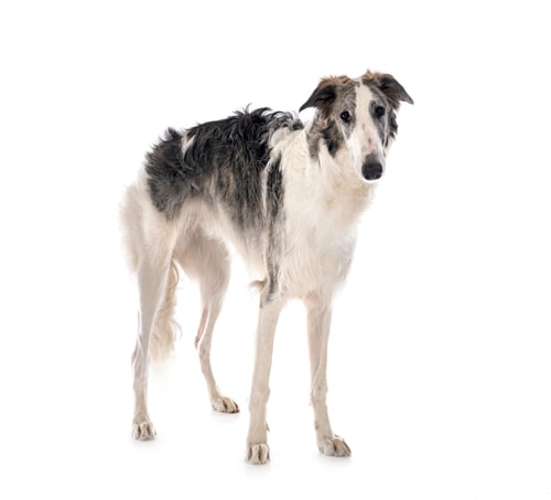 Preview: borzoi in studio