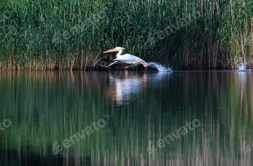 Preview: pelicans on the lake at sunset