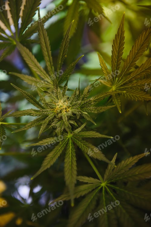 Preview: Indoor Marijuana bud under lights. Cola, Calyx, Trichome, and Pistil, and leaves are visible