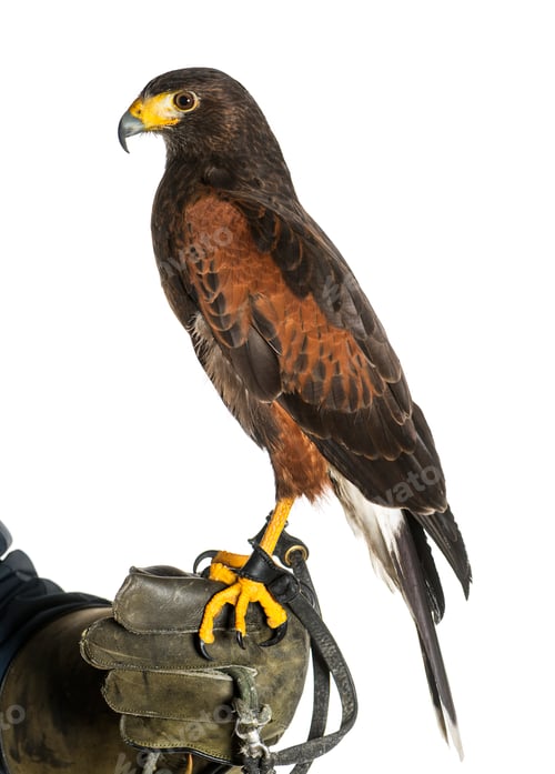 Preview: Harris's hawk, Parabuteo unicinctus, perching on falconer's glove against white background