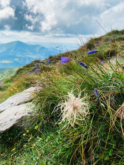 Preview: Violets and dandelion on the mountain