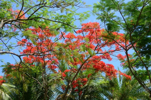 Preview: Delonix regia with pink branches standing between the green trees against a blue sky