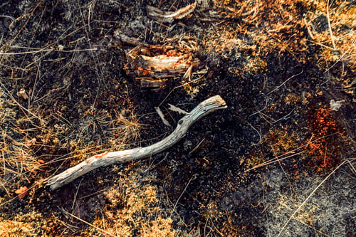 Preview: Closeup shot of ground of the forest with dry branches and leaves, a beautiful fall background