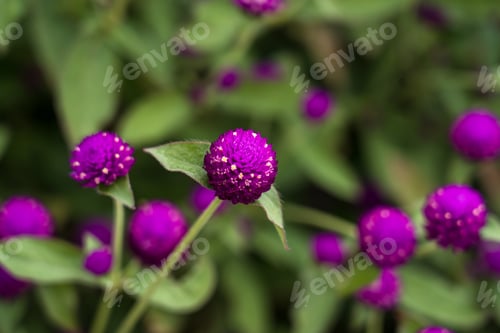 Preview: Closeup view of Globe Amaranth flower