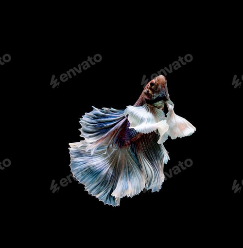 Preview: Betta fish, siamese fighting , betta splendens isolated on black background