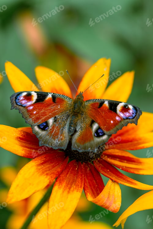 Preview: Butterfly Peacock Eye sits on a yellow rudbeckia flower