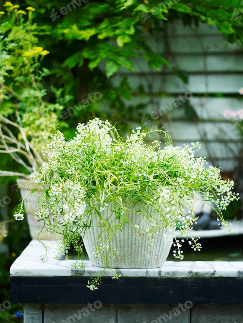 Preview: Garden plant with white flowers in white plant pot