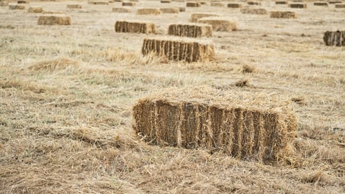 Preview: Harvesting, pressed straw briquettes lie on the field, farm work.
