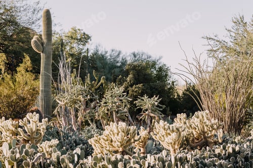Preview: Arizona desert botanical garden