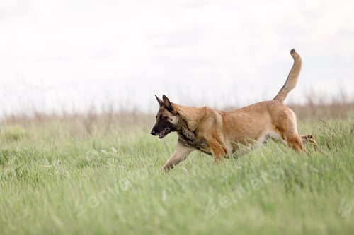 Preview: Belgian Shepherd Malinois running on the grass. Summertime. Happy dog on the walk