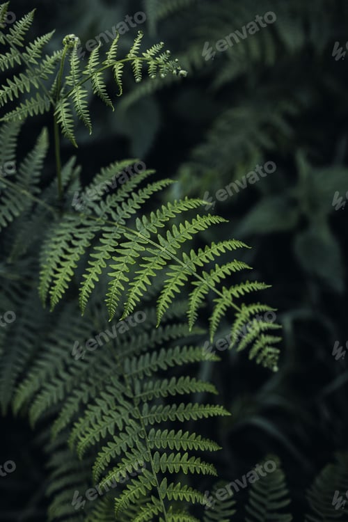 Preview: Vertical shot of beautiful green leaves of Common bracken