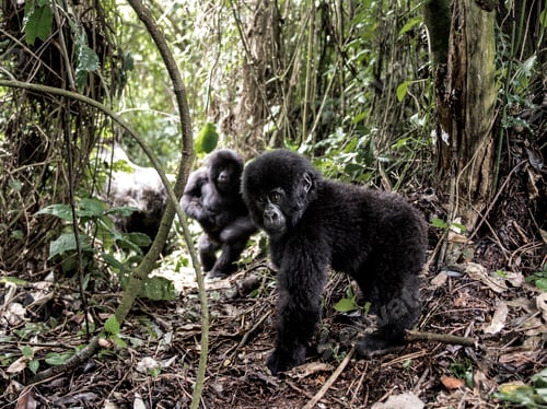Preview: Young mountain gorilla in the Virunga National Park, Africa, DRC, Central Africa.