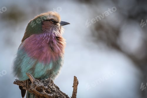 Preview: A lilac breasted roller, Coracias caudatus, sits on a branch, looking out of frame.