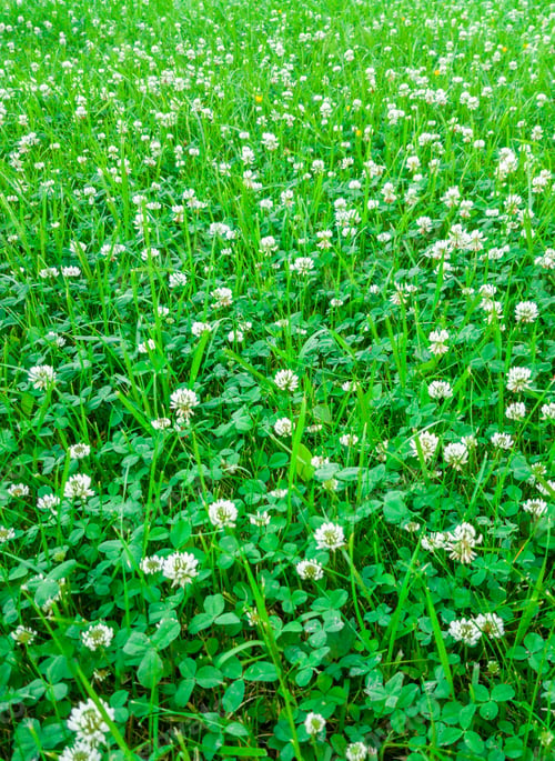 Preview: Medicinal plant, white clover field.